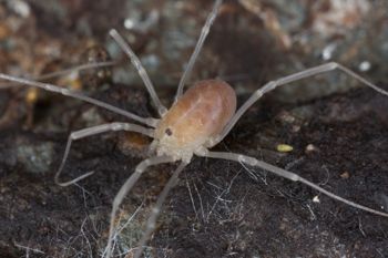 Media type: image;   Invertebrate Zoology 43689